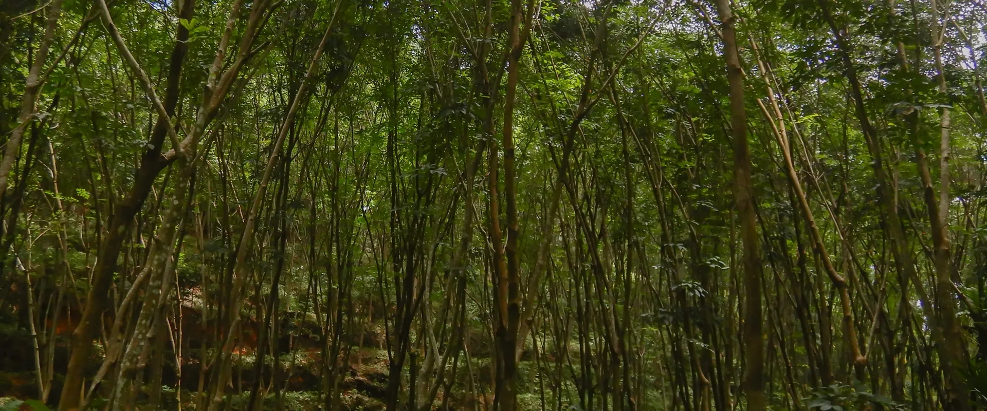 Rubber plantation rows in Kerala