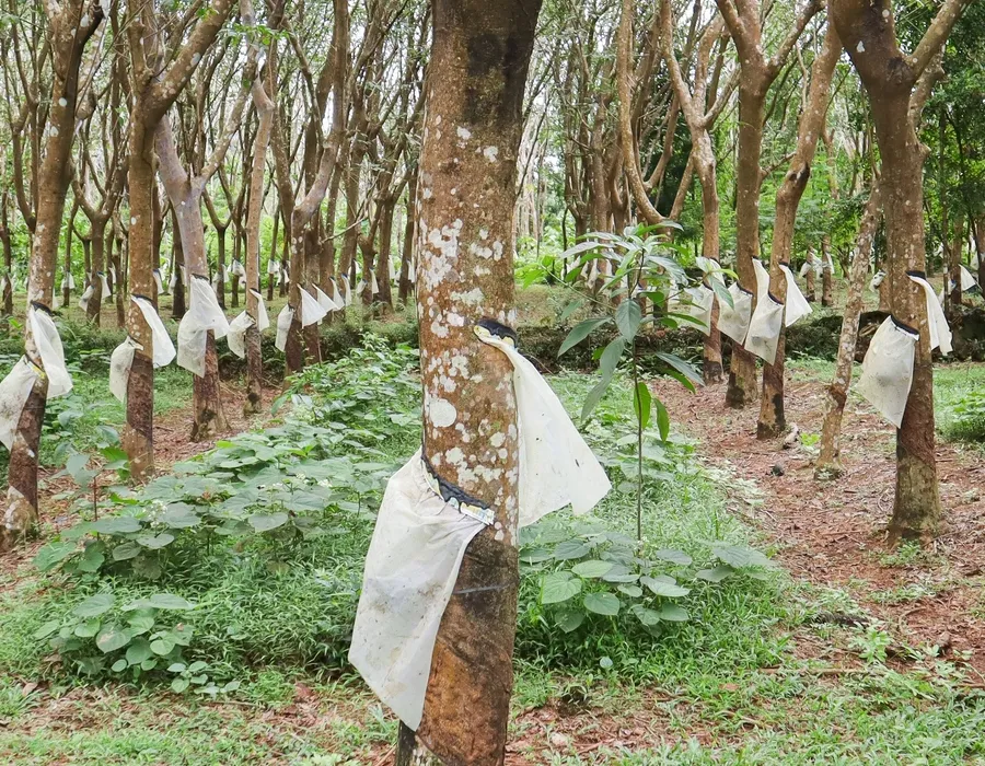Rubber plantation rows of trees